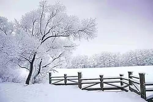 新品品鑒|東方傲雪 以雪為墨,繪就一抹遺世獨(dú)(圖2) 新品品鑒|東方傲雪 以雪為墨,繪就一抹遺世獨(dú)(圖2)